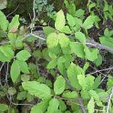 Euonymus latifolius